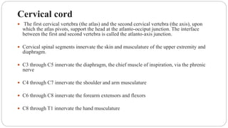 Cervical cord
 The first cervical vertebra (the atlas) and the second cervical vertebra (the axis), upon
which the atlas pivots, support the head at the atlanto-occiput junction. The interface
between the first and second vertebra is called the atlanto-axis junction.
 Cervical spinal segments innervate the skin and musculature of the upper extremity and
diaphragm.
 C3 through C5 innervate the diaphragm, the chief muscle of inspiration, via the phrenic
nerve
 C4 through C7 innervate the shoulder and arm musculature
 C6 through C8 innervate the forearm extensors and flexors
 C8 through T1 innervate the hand musculature
 