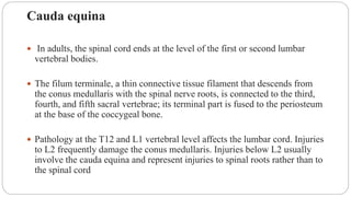 Cauda equina
 In adults, the spinal cord ends at the level of the first or second lumbar
vertebral bodies.
 The filum terminale, a thin connective tissue filament that descends from
the conus medullaris with the spinal nerve roots, is connected to the third,
fourth, and fifth sacral vertebrae; its terminal part is fused to the periosteum
at the base of the coccygeal bone.
 Pathology at the T12 and L1 vertebral level affects the lumbar cord. Injuries
to L2 frequently damage the conus medullaris. Injuries below L2 usually
involve the cauda equina and represent injuries to spinal roots rather than to
the spinal cord
 