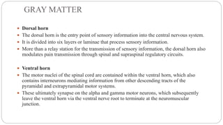 GRAY MATTER
 Dorsal horn
 The dorsal horn is the entry point of sensory information into the central nervous system.
 It is divided into six layers or laminae that process sensory information.
 More than a relay station for the transmission of sensory information, the dorsal horn also
modulates pain transmission through spinal and supraspinal regulatory circuits.
 Ventral horn
 The motor nuclei of the spinal cord are contained within the ventral horn, which also
contains interneurons mediating information from other descending tracts of the
pyramidal and extrapyramidal motor systems.
 These ultimately synapse on the alpha and gamma motor neurons, which subsequently
leave the ventral horn via the ventral nerve root to terminate at the neuromuscular
junction.
 