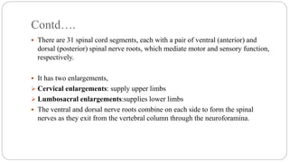 Contd….
 There are 31 spinal cord segments, each with a pair of ventral (anterior) and
dorsal (posterior) spinal nerve roots, which mediate motor and sensory function,
respectively.
 It has two enlargements,
 Cervical enlargements: supply upper limbs
 Lumbosacral enlargements:supplies lower limbs
 The ventral and dorsal nerve roots combine on each side to form the spinal
nerves as they exit from the vertebral column through the neuroforamina.
 