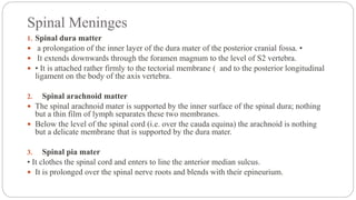 Spinal Meninges
1. Spinal dura matter
 a prolongation of the inner layer of the dura mater of the posterior cranial fossa. •
 It extends downwards through the foramen magnum to the level of S2 vertebra.
 • It is attached rather firmly to the tectorial membrane ( and to the posterior longitudinal
ligament on the body of the axis vertebra.
2. Spinal arachnoid matter
 The spinal arachnoid mater is supported by the inner surface of the spinal dura; nothing
but a thin film of lymph separates these two membranes.
 Below the level of the spinal cord (i.e. over the cauda equina) the arachnoid is nothing
but a delicate membrane that is supported by the dura mater.
3. Spinal pia mater
• It clothes the spinal cord and enters to line the anterior median sulcus.
 It is prolonged over the spinal nerve roots and blends with their epineurium.
 