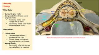 Comprehensive Overview of Spinal Cord Anatomy and Neural Physiology | PPTX