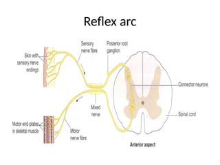 SPINAL CORD AND PERIPHERAL NERVOUS SYSTEM.pptx