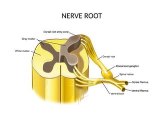 Nerve Root Contents SPINAL CORD AND PERIPHERAL NERVOUS SYSTEM.pptx
