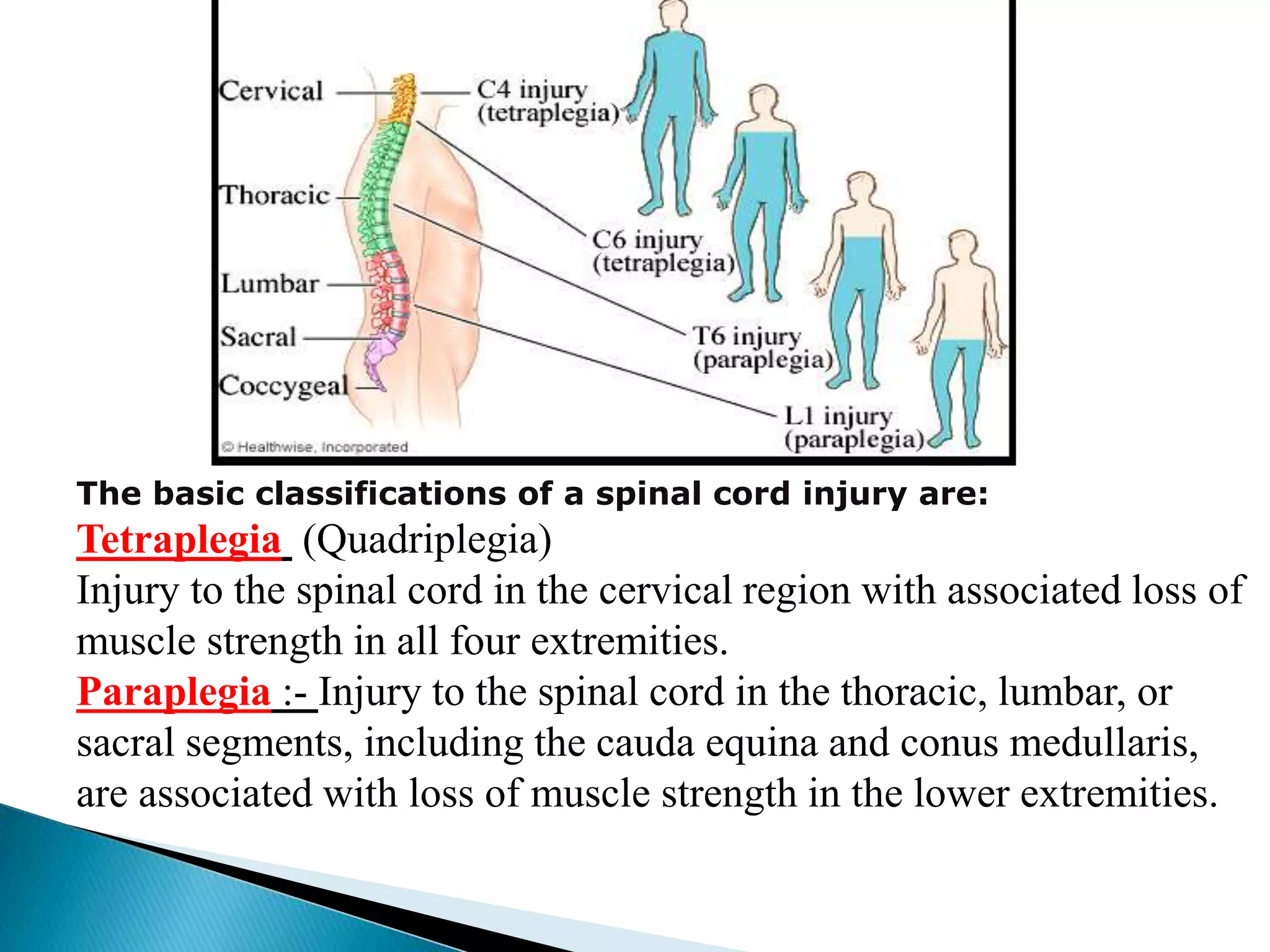 spinal cord and spinal nerves.ppt