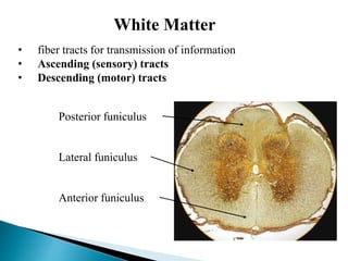 • fiber tracts for transmission of information
• Ascending (sensory) tracts
• Descending (motor) tracts
White Matter
Posterior funiculus
Lateral funiculus
Anterior funiculus
 