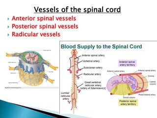 Vessels of the spinal cord
 Anterior spinal vessels
 Posterior spinal vessels
 Radicular vessels
 