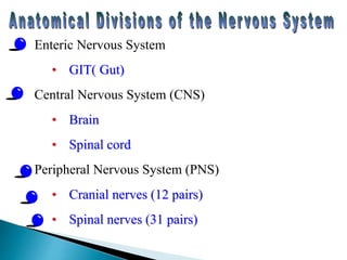 Enteric Nervous System
• GIT( Gut)
Central Nervous System (CNS)
• Brain
• Spinal cord
Peripheral Nervous System (PNS)
• Cranial nerves (12 pairs)
• Spinal nerves (31 pairs)
 
