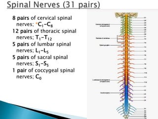 8 pairs of cervical spinal
nerves; *C1-C8
12 pairs of thoracic spinal
nerves; T1-T12
5 pairs of lumbar spinal
nerves; L1-L5
5 pairs of sacral spinal
nerves; S1-S5
1 pair of coccygeal spinal
nerves; C0
 
