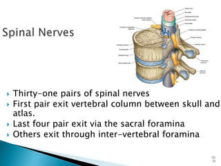  Thirty-one pairs of spinal nerves
 First pair exit vertebral column between skull and
atlas.
 Last four pair exit via the sacral foramina
 Others exit through inter-vertebral foramina
12-
21
 