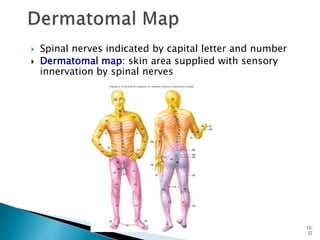  Spinal nerves indicated by capital letter and number
 Dermatomal map: skin area supplied with sensory
innervation by spinal nerves
12-
22
 