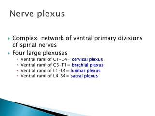  Complex network of ventral primary divisions
of spinal nerves
 Four large plexuses
 Ventral rami of C1-C4= cervical plexus
 Ventral rami of C5-T1= brachial plexus
 Ventral rami of L1-L4= lumbar plexus
 Ventral rami of L4-S4= sacral plexus
 