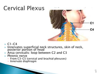  C1-C4
 Innervates superficial neck structures, skin of neck,
posterior portion of head
 Ansa cervicalis: loop between C2 and C3
 Phrenic nerve
◦ From C3-C5 (cervical and brachial plexuses)
◦ Innervate diaphragm
12-
26
 