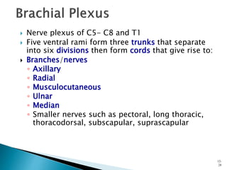  Nerve plexus of C5- C8 and T1
 Five ventral rami form three trunks that separate
into six divisions then form cords that give rise to:
 Branches/nerves
◦ Axillary
◦ Radial
◦ Musculocutaneous
◦ Ulnar
◦ Median
◦ Smaller nerves such as pectoral, long thoracic,
thoracodorsal, subscapular, suprascapular
12-
28
 