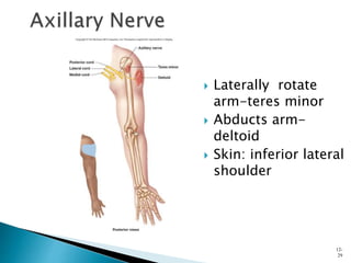  Laterally rotate
arm-teres minor
 Abducts arm-
deltoid
 Skin: inferior lateral
shoulder
12-
29
 