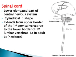 Spinal cord
 Lower elongated part of
central nervous system
 Cylindrical in shape
 Extends from upper border
of the 1st cervical vertebrae
to the lower border of 1st
lumbar vertebrae L1 in adult
 L3 (newborn)
 