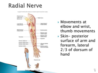  Movements at
elbow and wrist,
thumb movements
 Skin- posterior
surface of arm and
forearm, lateral
2/3 of dorsum of
hand
12-
30
 