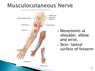  Movements at
shoulder, elbow
and wrist.
 Skin- lateral
surface of forearm
12-
31
 