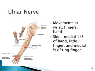  Movements at
wrist, fingers,
hand
 Skin- medial 1/3
of hand, little
finger, and medial
½ of ring finger
12-
32
 