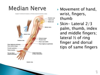  Movement of hand,
wrist, fingers,
thumb
 Skin- Lateral 2/3
palm, thumb, index
and middle fingers;
lateral ½ of ring
finger and dorsal
tips of same fingers
12-
33
 