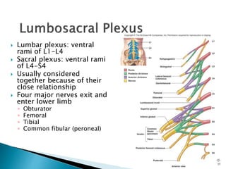  Lumbar plexus: ventral
rami of L1-L4
 Sacral plexus: ventral rami
of L4-S4
 Usually considered
together because of their
close relationship
 Four major nerves exit and
enter lower limb
◦ Obturator
◦ Femoral
◦ Tibial
◦ Common fibular (peroneal)
12-
35
 