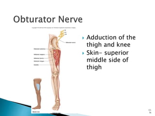  Adduction of the
thigh and knee
 Skin- superior
middle side of
thigh
12-
36
 