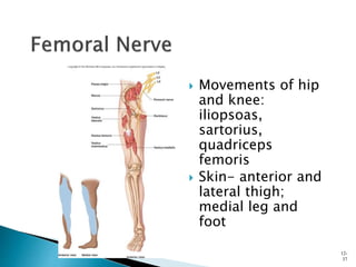  Movements of hip
and knee:
iliopsoas,
sartorius,
quadriceps
femoris
 Skin- anterior and
lateral thigh;
medial leg and
foot
12-
37
 