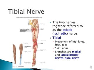  The two nerves
together referred to
as the sciatic
(ischiadic) nerve
 Tibial
◦ Movement of hip, knee,
foot, toes
◦ Skin: none
◦ Branches are medial
and lateral plantar
nerves, sural nerve
12-
38
 