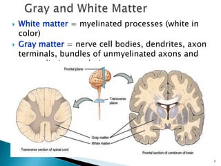 8
 White matter = myelinated processes (white in
color)
 Gray matter = nerve cell bodies, dendrites, axon
terminals, bundles of unmyelinated axons and
neuroglia (gray color)
 