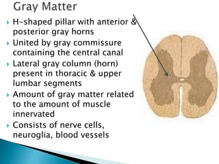  H-shaped pillar with anterior &
posterior gray horns
 United by gray commissure
containing the central canal
 Lateral gray column (horn)
present in thoracic & upper
lumbar segments
 Amount of gray matter related
to the amount of muscle
innervated
 Consists of nerve cells,
neuroglia, blood vessels
 