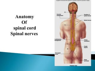 Anatomy
Of
spinal cord
Spinal nerves
 