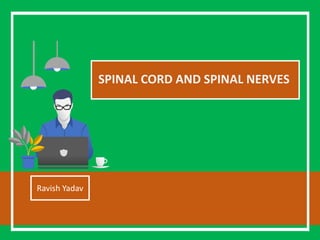 SPINAL CORD AND SPINAL NERVES
Ravish Yadav
 