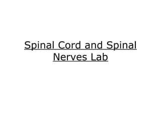 Spinal Cord and Spinal
Nerves Lab
 