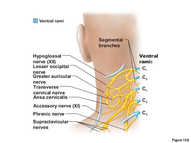 Spinal cord and spinal nerves lab