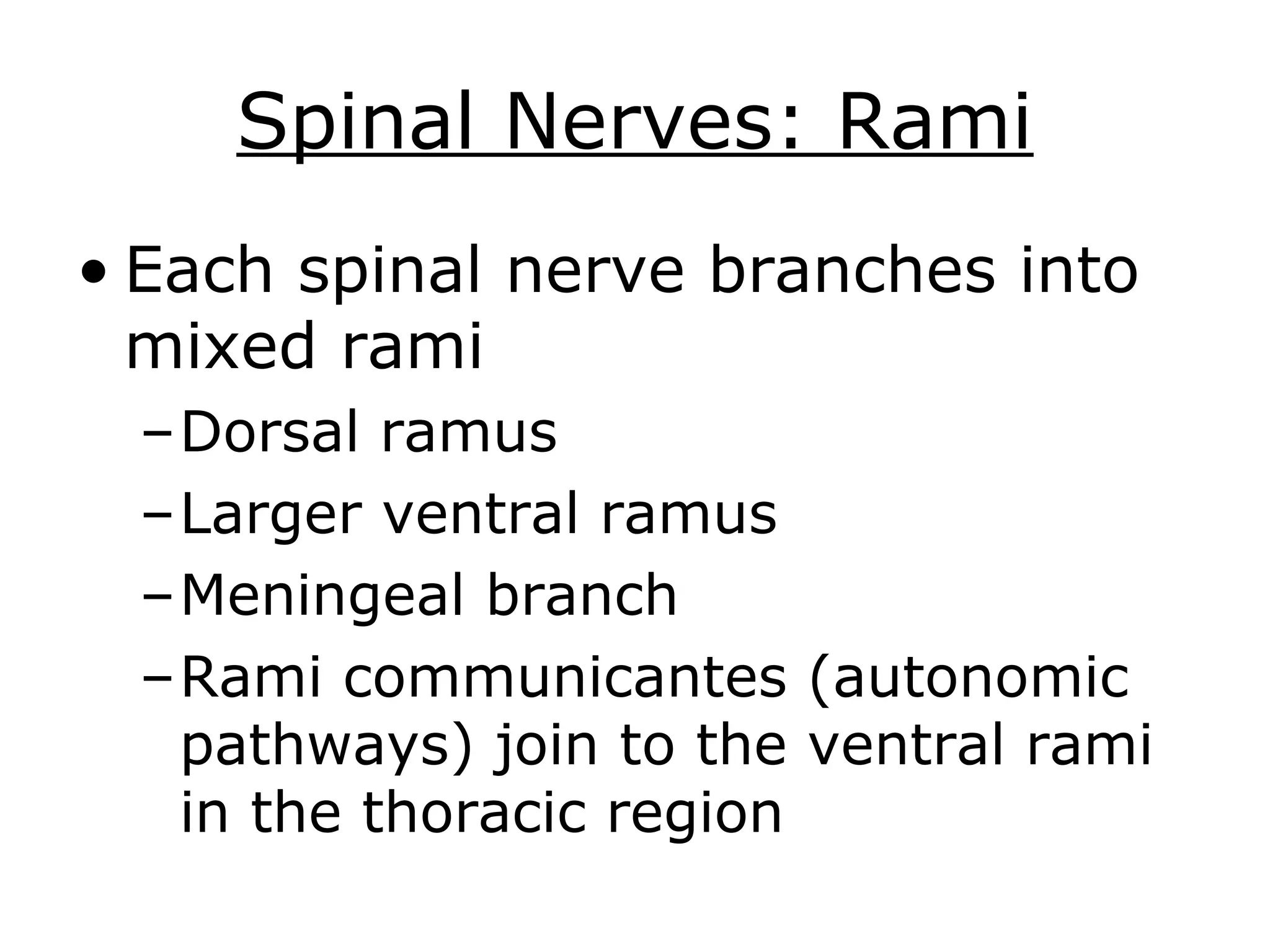 Spinal cord and spinal nerves lab | PPT