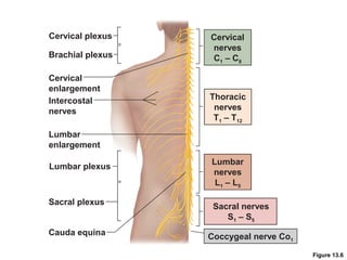 Spinal Cord And Spinal Nerves Lab PPT spinal-cord-and-spinal-nerves-lab-ppt