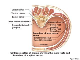Spinal cord and spinal nerves lab | PPT