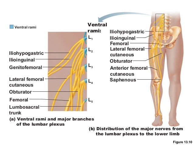 spinal cord and spinal nerves lab spinal cord and spinal nerves lab, Muscles