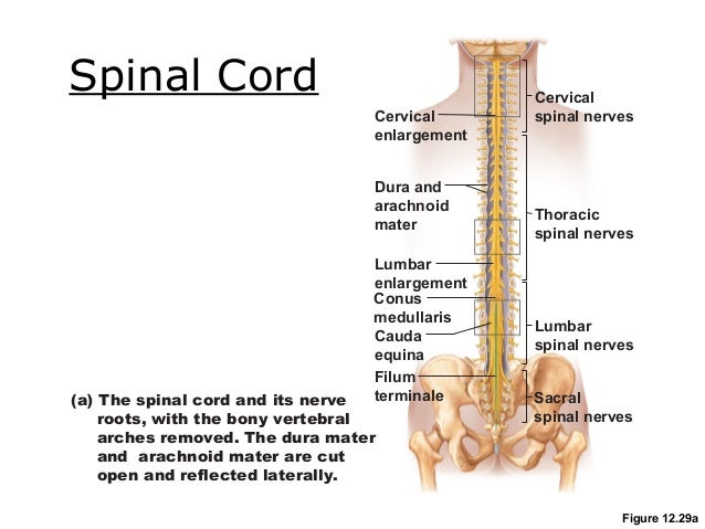 Spinal cord and spinal nerves lab