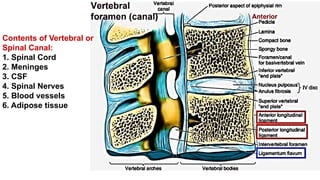 Spinal Cord and Vertebral Canal by Dr. Rabia Inam Gandapore.pptx