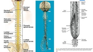 Spinal Cord and Vertebral Canal by Dr. Rabia Inam Gandapore.pptx