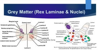 Rex Lamina Spinal Cord and Vertebral Canal by Dr. Rabia Inam Gandapore.pptx