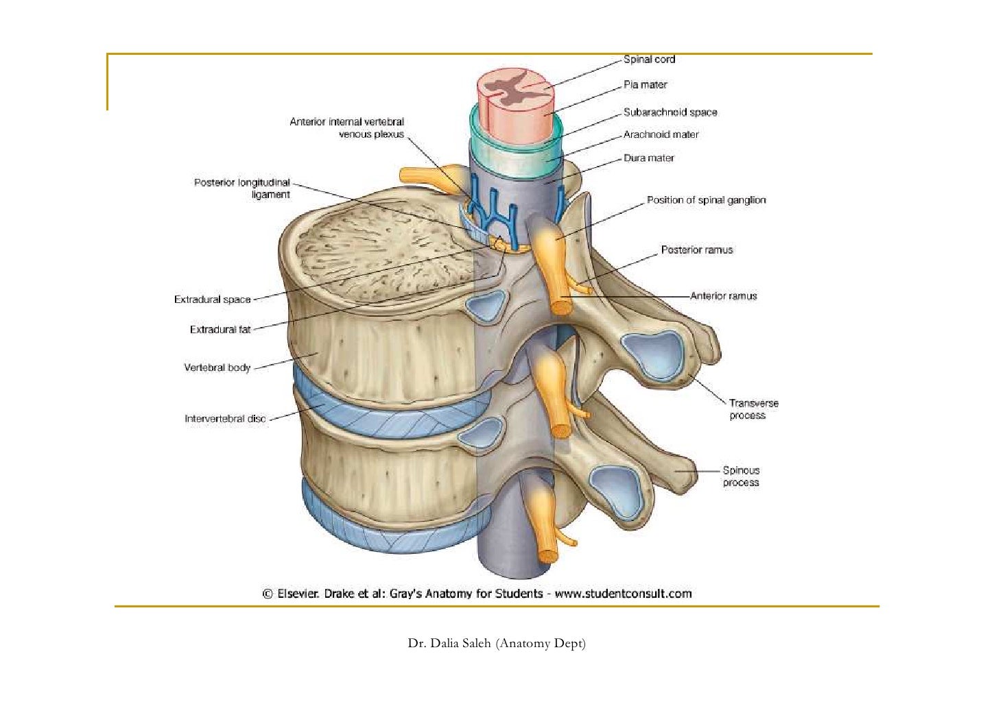 Spinal Cord Dev