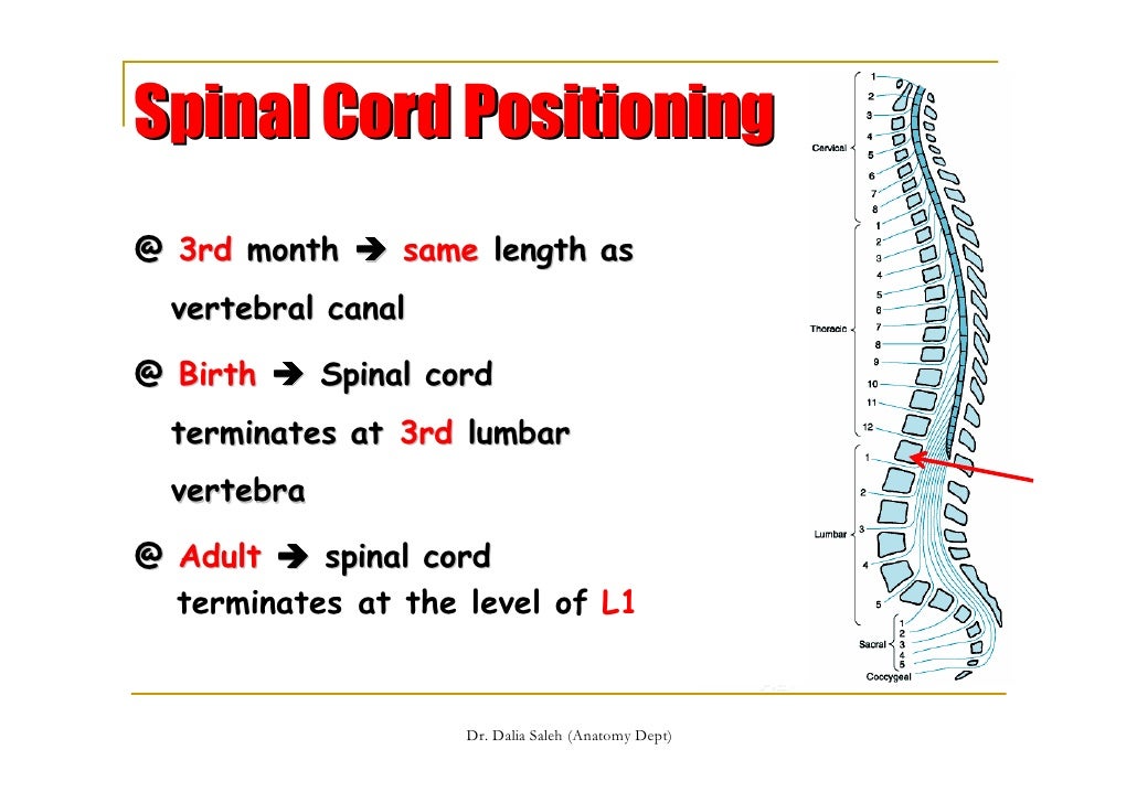 Spinal Cord Dev