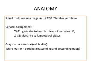 ANATOMYSpinal cord: foramen magnum  1st/2nd lumbar vertebrae. Cervical enlargement:C5-T1: gives rise to brachial plexus, innervates UE;L2-S3: gives rise to lumbosacral plexus, Gray matter – central (cell bodies)White matter – peripheral (ascending and descending tracts)