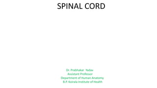 SPINAL CORD
Dr. Prabhakar Yadav
Assistant Professor
Department of Human Anatomy
B.P. Koirala Institute of Health
 