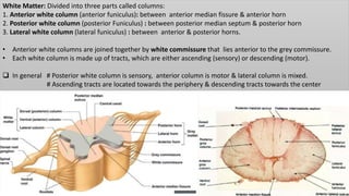 White Matter: Divided into three parts called columns:
1. Anterior white column (anterior funiculus): between anterior median fissure & anterior horn
2. Posterior white column (posterior Funiculus) : between posterior median septum & posterior horn
3. Lateral white column (lateral funiculus) : between anterior & posterior horns.
• Anterior white columns are joined together by white commissure that lies anterior to the grey commissure.
• Each white column is made up of tracts, which are either ascending (sensory) or descending (motor).
 In general # Posterior white column is sensory, anterior column is motor & lateral column is mixed.
# Ascending tracts are located towards the periphery & descending tracts towards the center
 