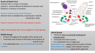 Nuclei of Spinal Cord
Anterior horn is motor in function
Lateral is visceral efferent & afferent in function and
Posterior is sensory in function.
Nuclei in Anterior Grey Horn (Column) :
Anterior horn is divided into a ventral part- head &
dorsal part- base.
Nuclei in anterior horn innervate skeletal muscles.
Cells in the anterior horn are arranged in 3 main groups:
Medial Group:
• Present throughout the length of the spinal cord
• Innervate axial muscle of the body (musculature of
neck & trunk)
• It is subdivided into ventromedial & dorsomedial
nucleus.
Lateral group:
• Peresent only in cervical & lumbosacral
enlargements
• Innervate the limb muscles.
• It is subdivided into 3 subgroups:
Anterolateral Nu: supply proximal musles of limbs
Posterolateral Nu: supply intermediate muscles
Post-posterolateral Nu: supply distal segments
 