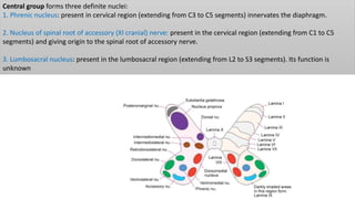 Central group forms three definite nuclei:
1. Phrenic nucleus: present in cervical region (extending from C3 to C5 segments) innervates the diaphragm.
2. Nucleus of spinal root of accessory (XI cranial) nerve: present in the cervical region (extending from C1 to C5
segments) and giving origin to the spinal root of accessory nerve.
3. Lumbosacral nucleus: present in the lumbosacral region (extending from L2 to S3 segments). Its function is
unknown
 