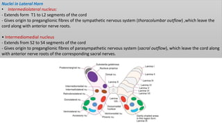 Nuclei in Lateral Horn
• Intermediolateral nucleus:
- Extends form T1 to L2 segments of the cord
- Gives origin to preganglionic fibres of the sympathetic nervous system (thoracolumbar outflow) ,which leave the
cord along with anterior nerve roots.
• Intermediomedial nucleus
- Extends from S2 to S4 segments of the cord
- Gives origin to preganglionic fibres of parasympathetic nervous system (sacral outflow), which leave the cord along
with anterior nerve roots of the corresponding sacral nerves.
 